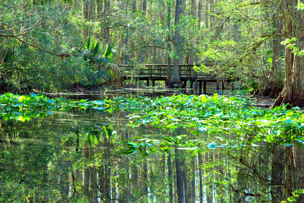 Hidden Bridge